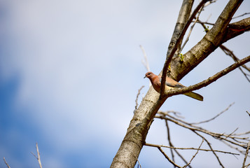 Dove on the branch. Pigeon in spring on a tree branch. Dove against the sky. Birds of Israel.