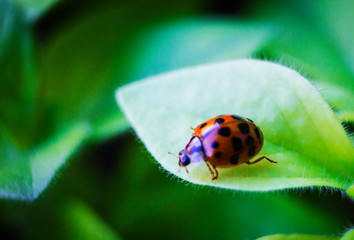  Insect ladybug