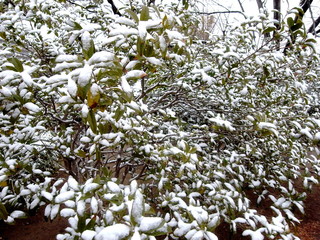 雪の積もったツツジの植え込み