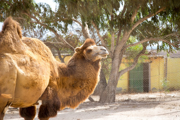 camel in the zoo