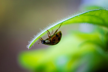  Insect ladybug