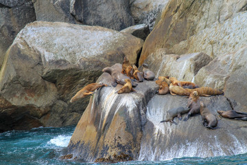 Sea Lion Jumping