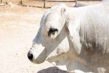 portrait of a white cow
