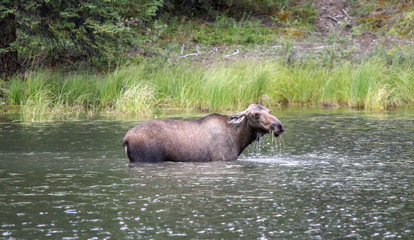 Naklejka na ściany i meble Moose in lake