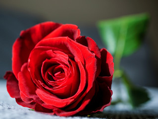 Closeup of a beautiful red rose with  blurred green leaves. Flowers for Valentine's Day.
