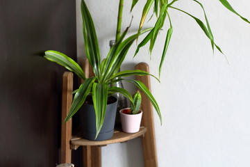 Fototapeta na wymiar House plants in pots on the shelves in room interior design. Botanical decor. Copy space for text