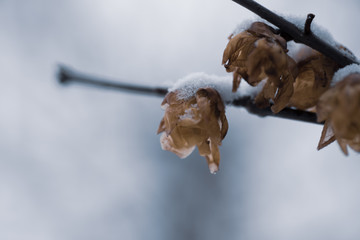 雪の中の蝋梅