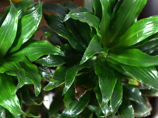 Fresh briaght green leaves with dew rain drop close up. Houseplants background
