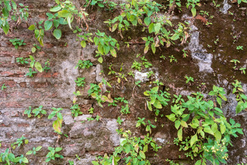 green moss on the wall