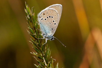 Butterfly insect nature macro