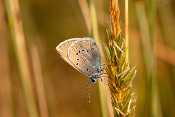 Butterfly insect nature macro