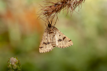 Butterfly insect nature macro