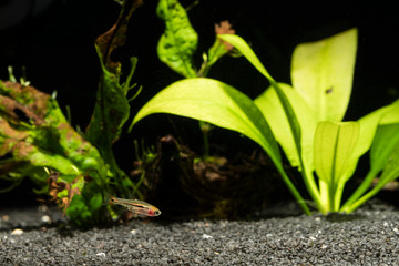 Boraras - small nano fish at bottom in aquarium.