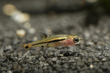 Boraras - small nano fish at bottom in aquarium.