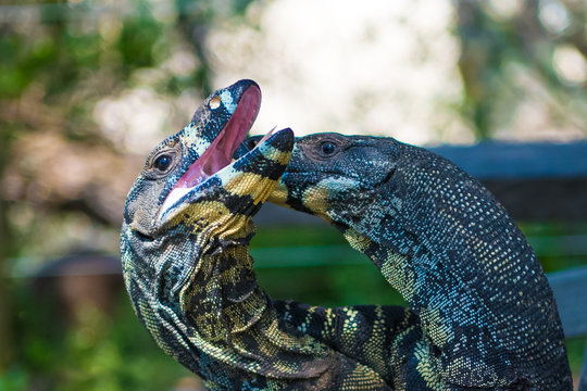 Two Lace Goannas, Australian monitor lizards fighting ferociously