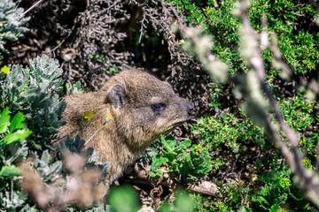 Close up shot of a rock hyrax or dassie on top of Table Mountain, cape Town South Africa