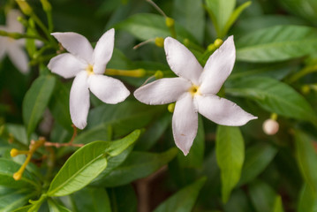 white frangipani flower