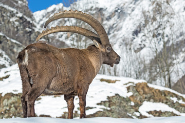 Il re delle Alpi, stambecco di montagna (Capra ibex)