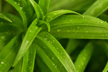 green leaf with water drops