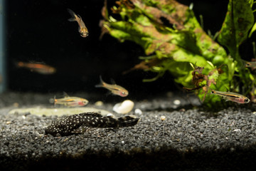 Pterygoplichthys - Spotted carapace on dark stones in aquarium.