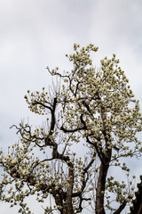 blossoming magnolia flowers and magnolia trees with branches.  big flowers with petals close up and blue sky background