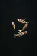 Obraz na płótnie Canvas Boraras - three kinds of fish in the aquarium at the bottom.