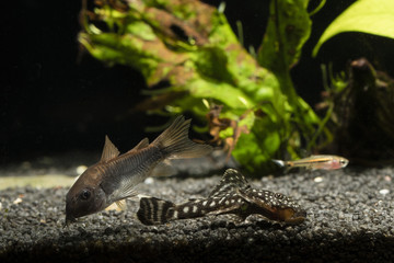 Boraras,Corydoras,Pterygoplichthys- three kinds of fish in the aquarium at the bottom.
