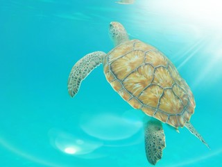 Green Turtle