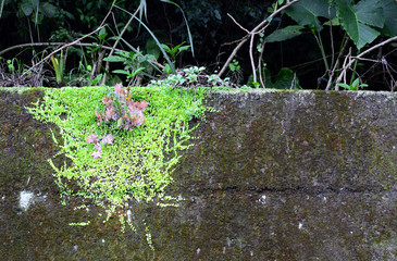 Wall with moss and green grass