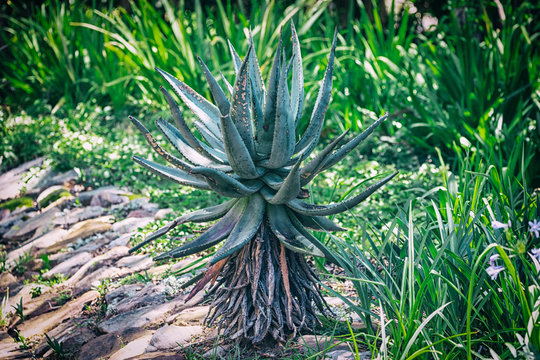 Big aloe plant in botanical garden in South Africa