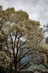 blossoming magnolia flowers and magnolia trees with branches.  big flowers with petals close up