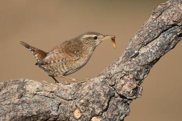 Un boccone amaro, lo Scricciolo cattura un verme (Troglodytes troglodytes)