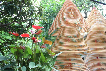 Hong kong flower