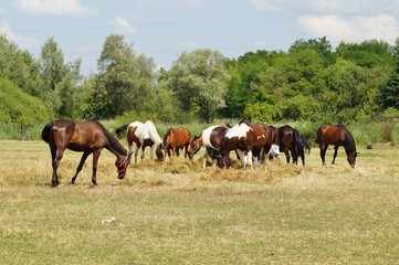 Naklejka na ściany i meble Beautiful horses on a farm. Horses in the summer in the meadow