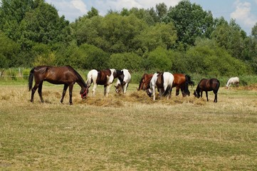 Naklejka na ściany i meble Beautiful horses on a farm. Horses in the summer in the meadow