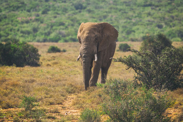 Young African elephant walking in bushes of Addo National Park, South Africa