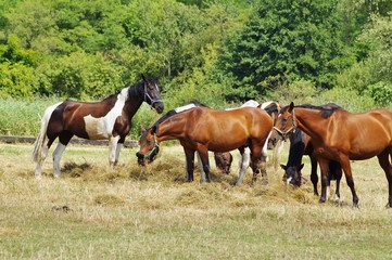 Beautiful horses on a farm. Horses in the summer in the meadow