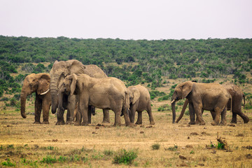 Herd of elephants in Addo National Park, South Africa