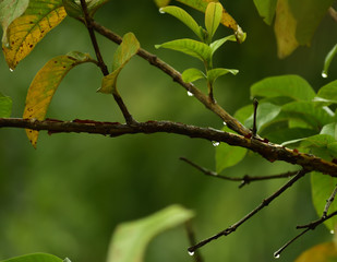 green leaves of tree in spring