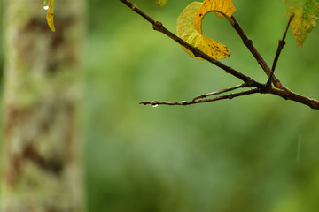 green leaves of a tree