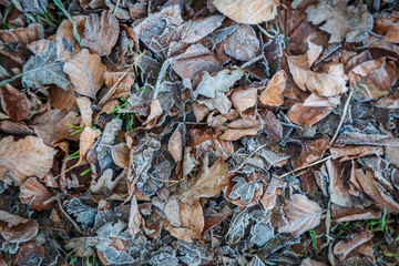 A Bed of Frost Covered Leaves