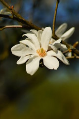 Beautiful white flowering magnolia - flowering tree. Magnolia stellata