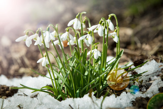 Snowdrops growing on the ground covered with spring snow in forest. Sunny day.