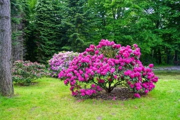 Foto auf Acrylglas Azalee Beaufort blühende Azalee - Rhododendron (Rhododendron) - schöne Grünflächen der Stadt