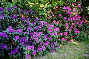 Fototapeta na wymiar Beaufort blooming azalea - rhododendron (Rhododendron) - beautiful green areas of the city