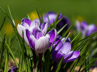 Closeup of a bunch of purple and white striped crocus flowers, blooming in the garden. Early spring...