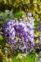 Wisteria blooming in summer garden ( Wisteria sinensis  Sweet)
