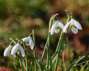 Lovely snowdrops, Galanthus nivalis, blooming in the garden on a cold winter day. First signs of spring. Early wildflowers.