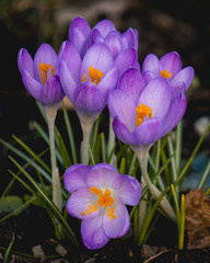 Bouquet of wild purple crocuses with delicate petals sprinkled with orange pollen, in full bloom. First flowers of spring in Ireland.