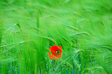 Coquelicot dans le vent, Ile de Ré